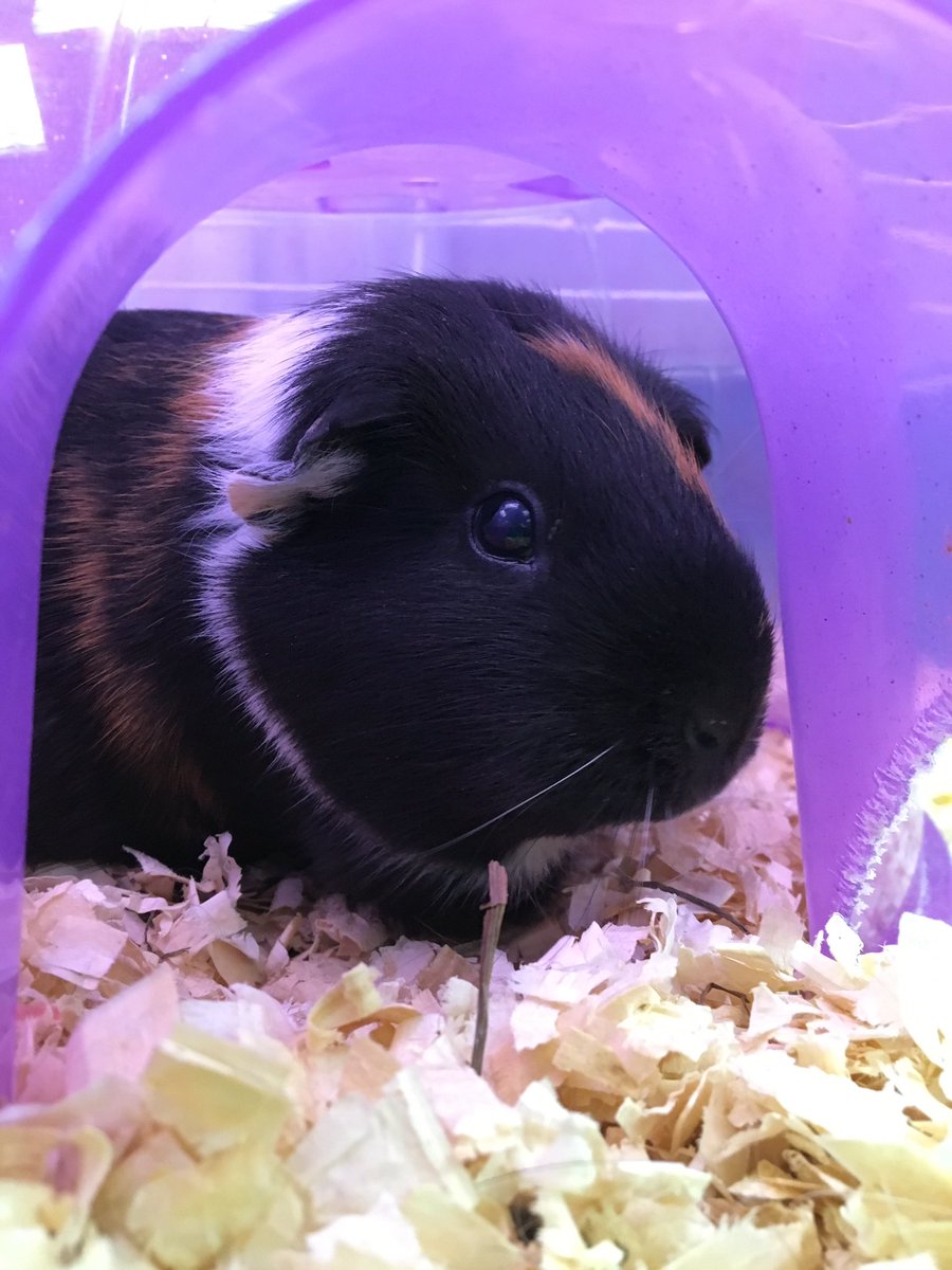 PatchesThePig's tweet photo. Shelter from hurricane Irma! https://t.co/KnNddBi5MI