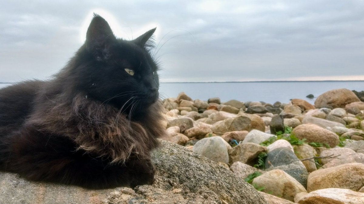 Safe_H_Travel's tweet photo. Don't you love his cat? She was walking with along the harbour #Magnarp &amp; I found a spot here to put up my tent!! #Kattegattleden #SwedenSHT https://t.co/AaqjzjfKIe