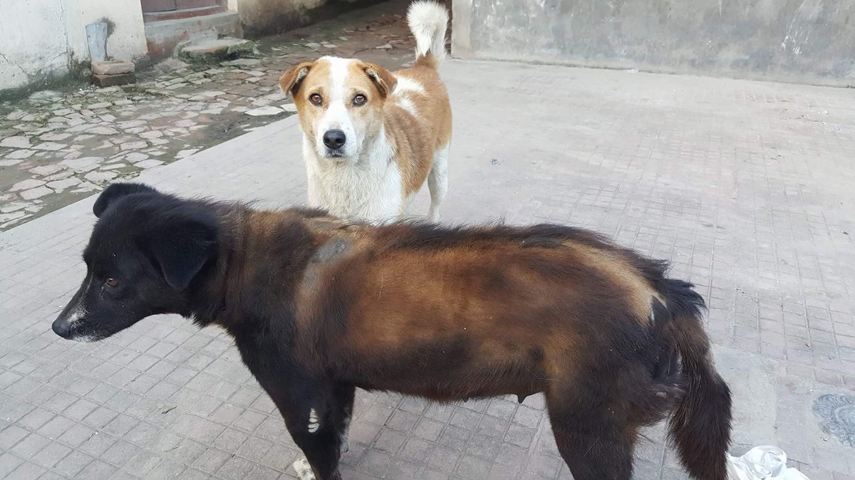 PHNepal's tweet photo. Mange is treatable! Please contact your nearest vet for medical treatment or advice. Let’s help dogs in need!
#ProjectHumaneNepal https://t.co/1WDkrGV3Wj