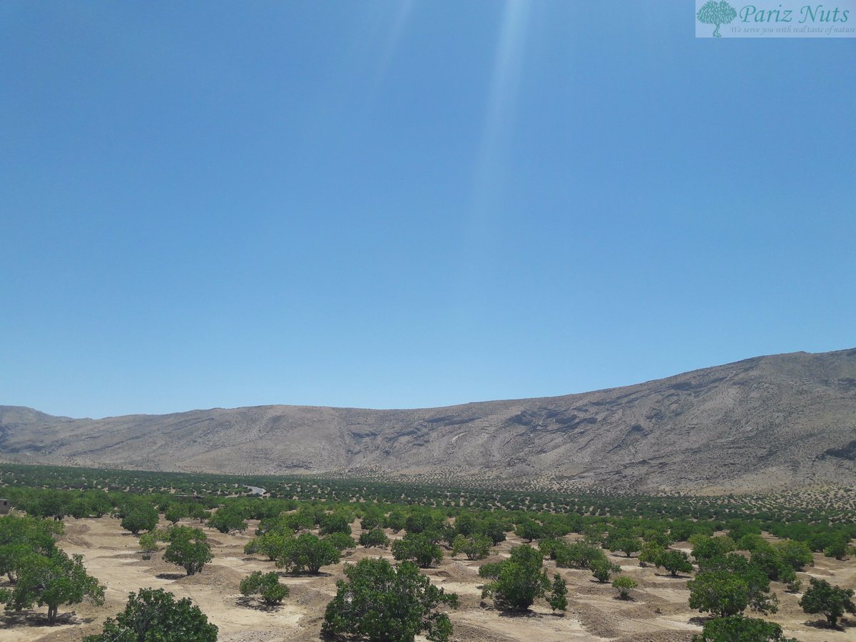 Pariznuts's tweet photo. Estahban valley known as the greatest land in the world for producing dried figs by FAO. https://t.co/BIPLWO9aOV