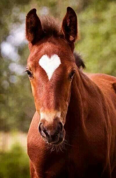 HABRITweets's tweet image. “Horse” in any language means “love.” #PetsAddLife