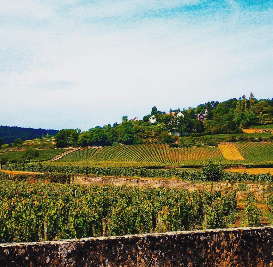 ThePinotFile tweet picture