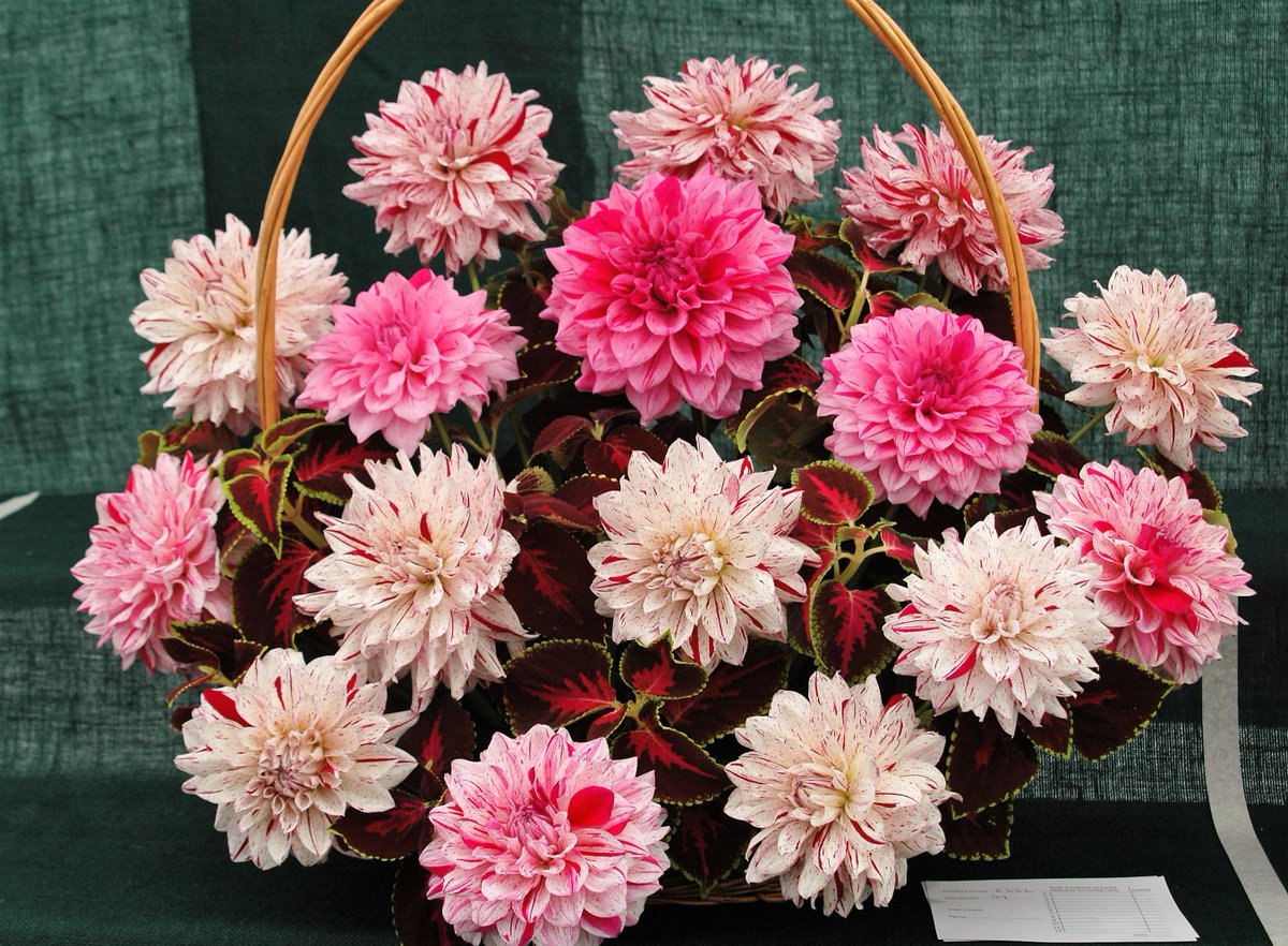 VanessaAPenn's tweet photo. A gorgeous sea of colour in the Dahlia Marquee @RHSWisley Flower Show from 5th - 10th September. #Colour #Dahlia #Flowershow https://t.co/x2CrHMqFRZ