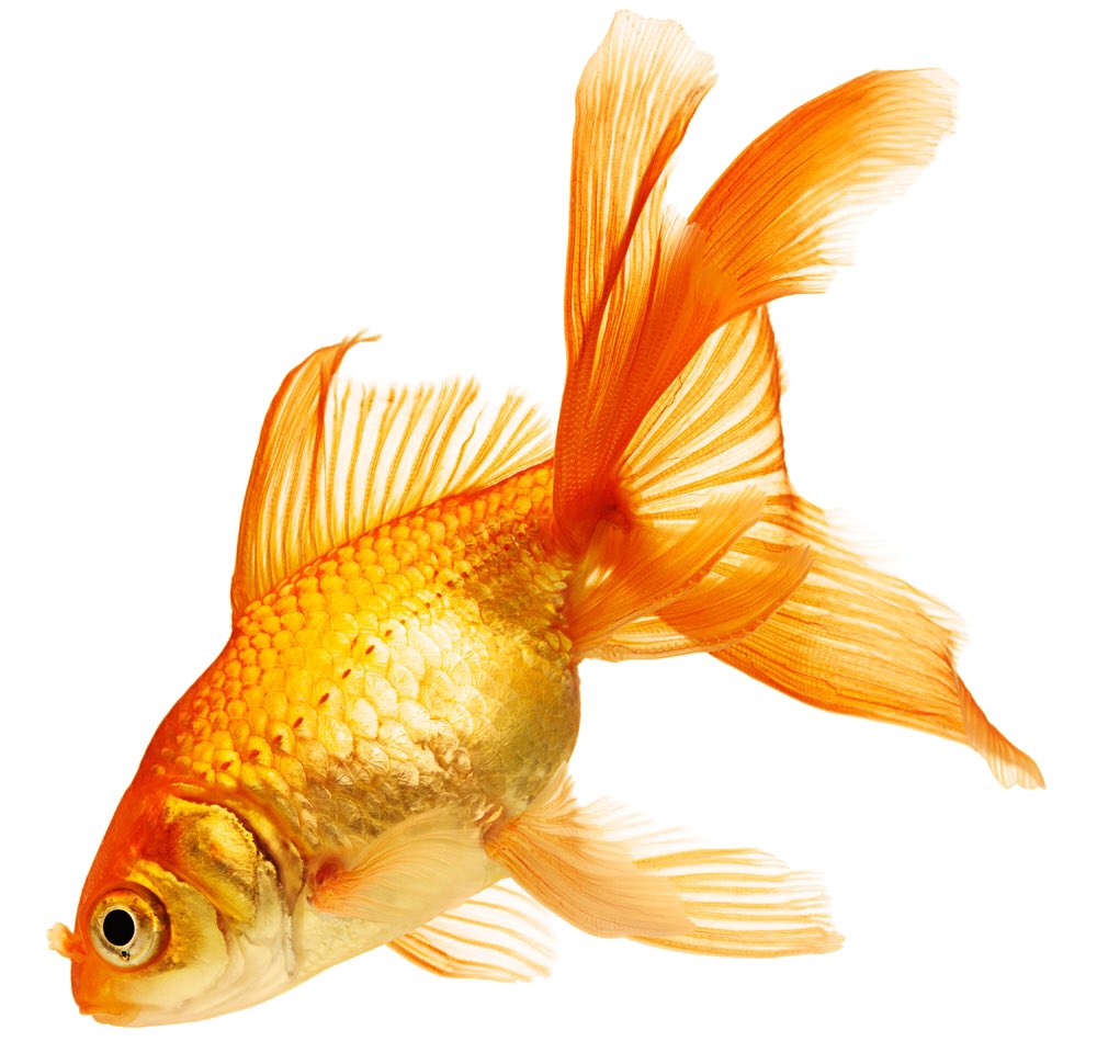 637. In 1998, a 23-year-old man died from choking on a live goldfish that h...
