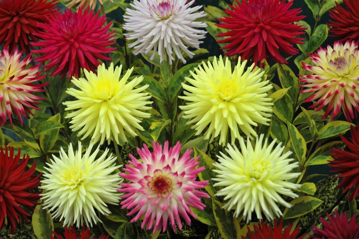 VanessaAPenn's tweet photo. A gorgeous sea of colour in the Dahlia Marquee @RHSWisley Flower Show from 5th - 10th September. #Colour #Dahlia #Flowershow https://t.co/x2CrHMqFRZ
