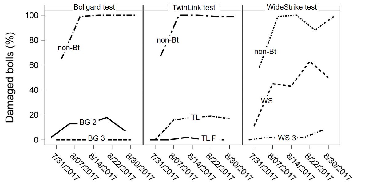 Bt cotton is valuable under intense bollworm pressure <a href="/Cotton_Guy/">Guy Collins</a> <a href="/NCcotton/">Keith Edmisten</a> <a href="/NC_CottonCEO/">David</a> <a href="/faircloth_joel/">Joel Faircloth</a> <a href="/elblinka/">Eric Blinka</a> <a href="/csansone/">Chris Sansone</a>