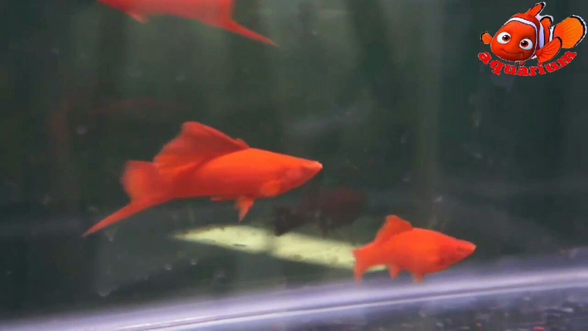 hotpantyhos's tweet photo. Heyy my friends
Please help me to share and like 👇👇
https://t.co/JArricKqMq
#Blood #Red #Eye #Swordtail #Xiphophorus #helleri https://t.co/7fNKjfipiu