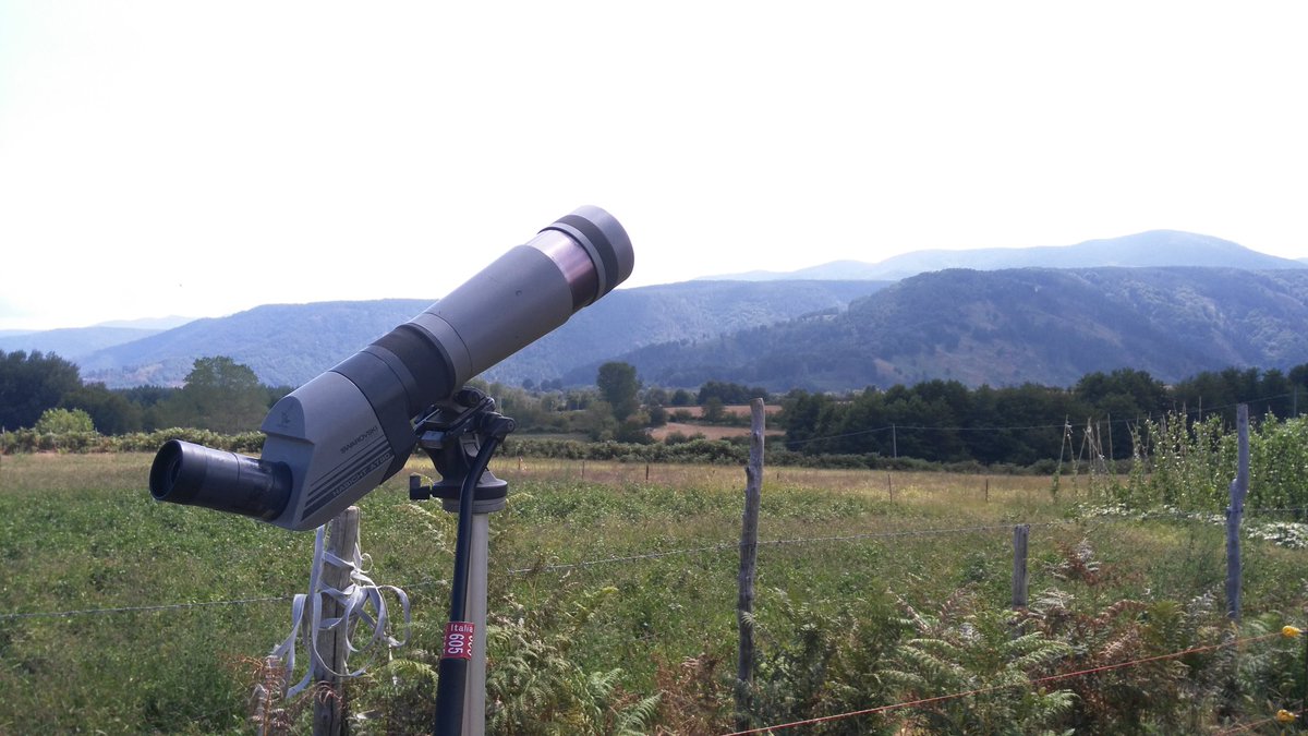 Yesterdat great #migration at the Strait more than 1300 #raptors  mostly Honey buzzards also 83 Marsh harriers 3 Osprey 5 Black storks