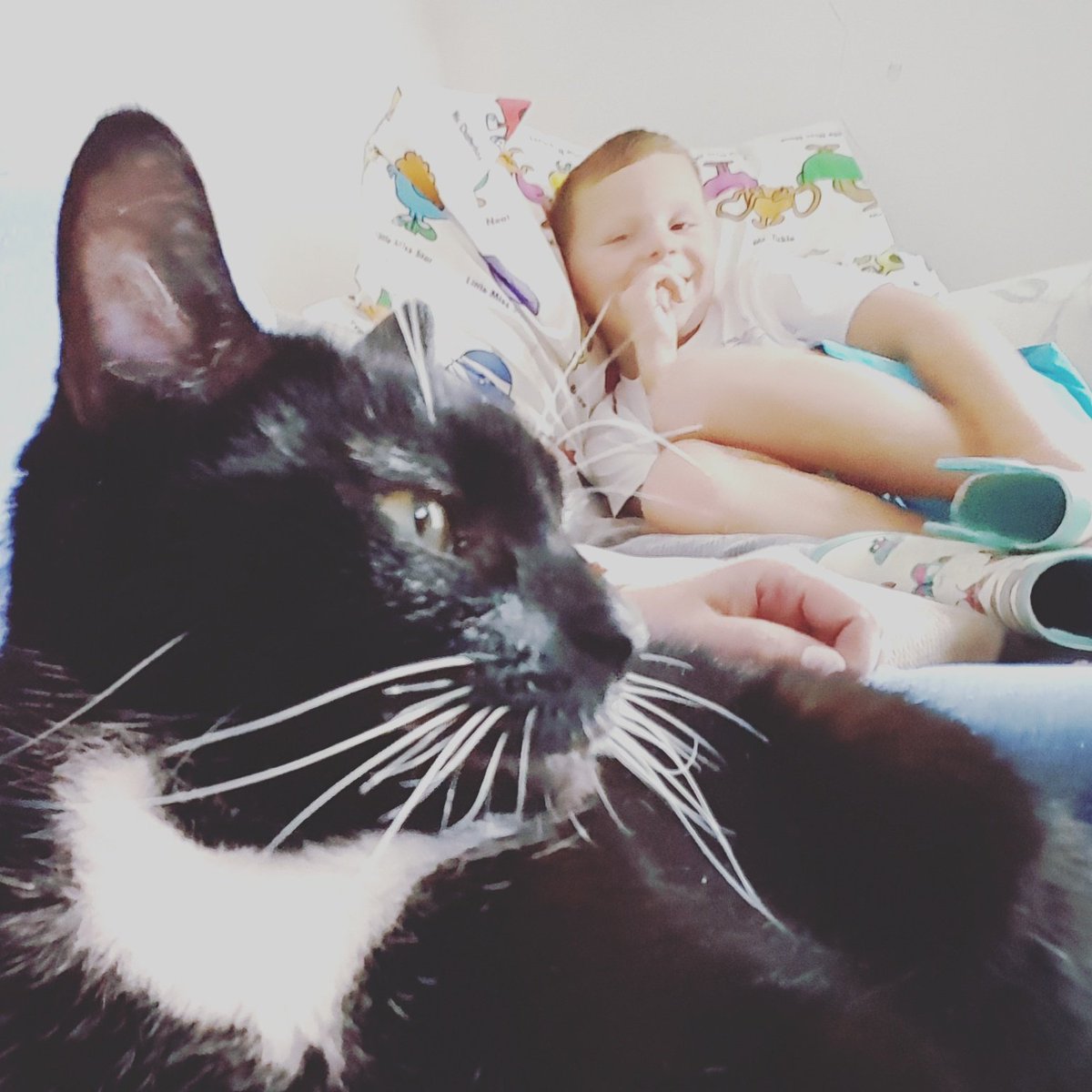 The cat and Bear have hijacked my sofa! 😂 #kentparentblogger #twittercat #ukblogger #kentparent #sofa #kentparentbloggeruk