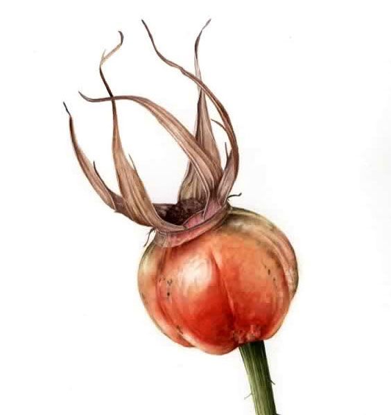 JarnieGodwinArt's tweet photo. "A woman is like a tea bag; you never know how strong it is until it's in hot water" ― Eleanor Roosevelt. Rosehip tea anyone? https://t.co/r9cqpXIIZO