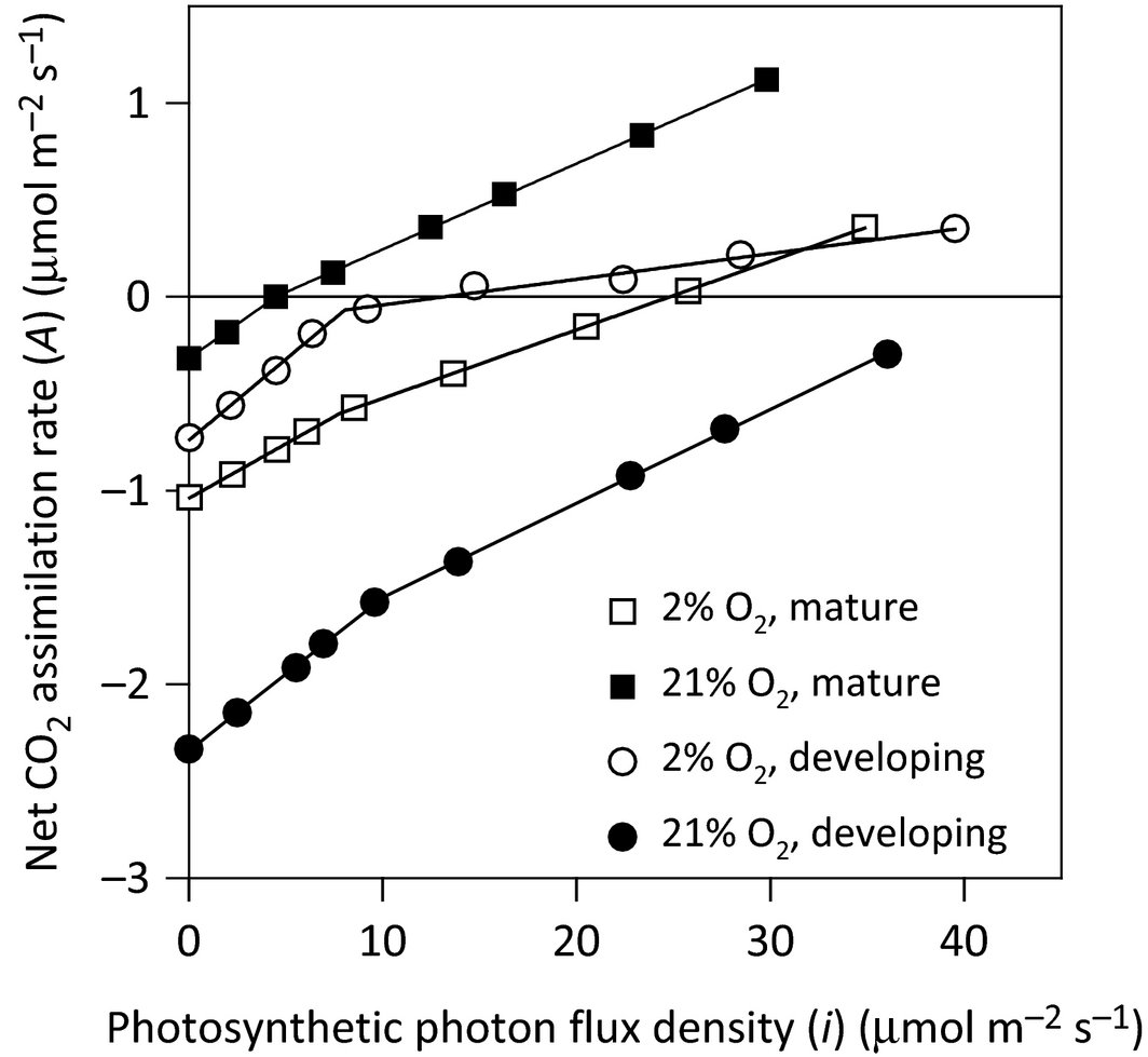 NewPhyt's tweet photo. The Kok effect in Vicia faba cannot be explained solely by changes in chloroplastic CO2 concentration: https://t.co/6cJ0Ex0wZp https://t.co/j64kh3ypqo