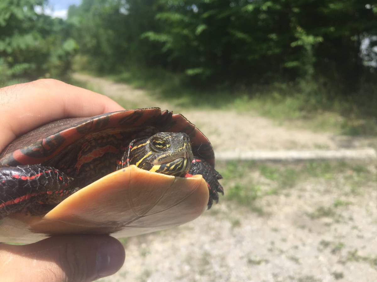 NewsManBoyer's tweet photo. Another #turtlesave on the way into work! They are still out there, folks...Keep an eye out! #TurtleMan #NoMI https://t.co/cVkXmDoQK6