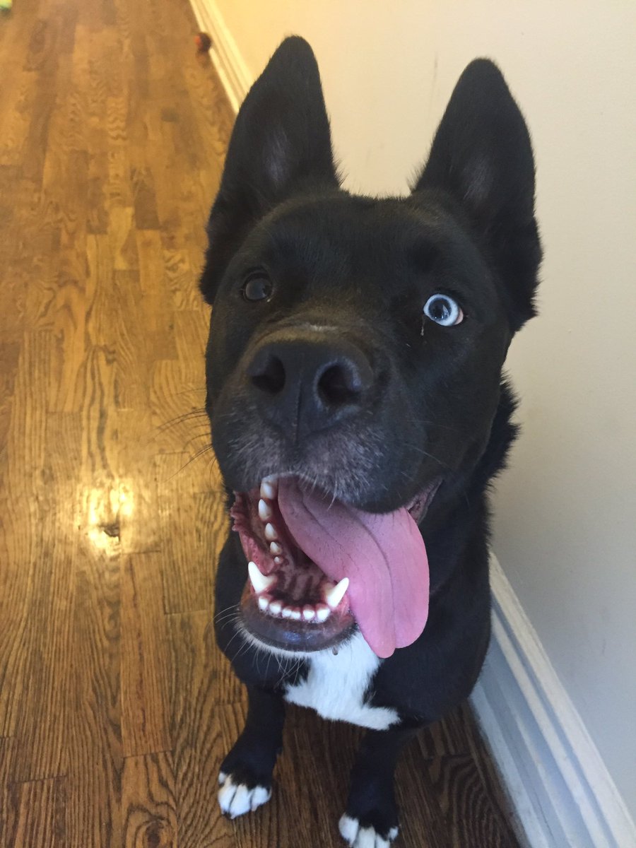 CIPYDPodcast's tweet photo. Oh boy, do we have a treat for YOU! This week's ep is @roseveleth gabbing about her cool eyed pup Moro! Listen! https://t.co/sXhFLb6oeP https://t.co/NX88YS3fQK