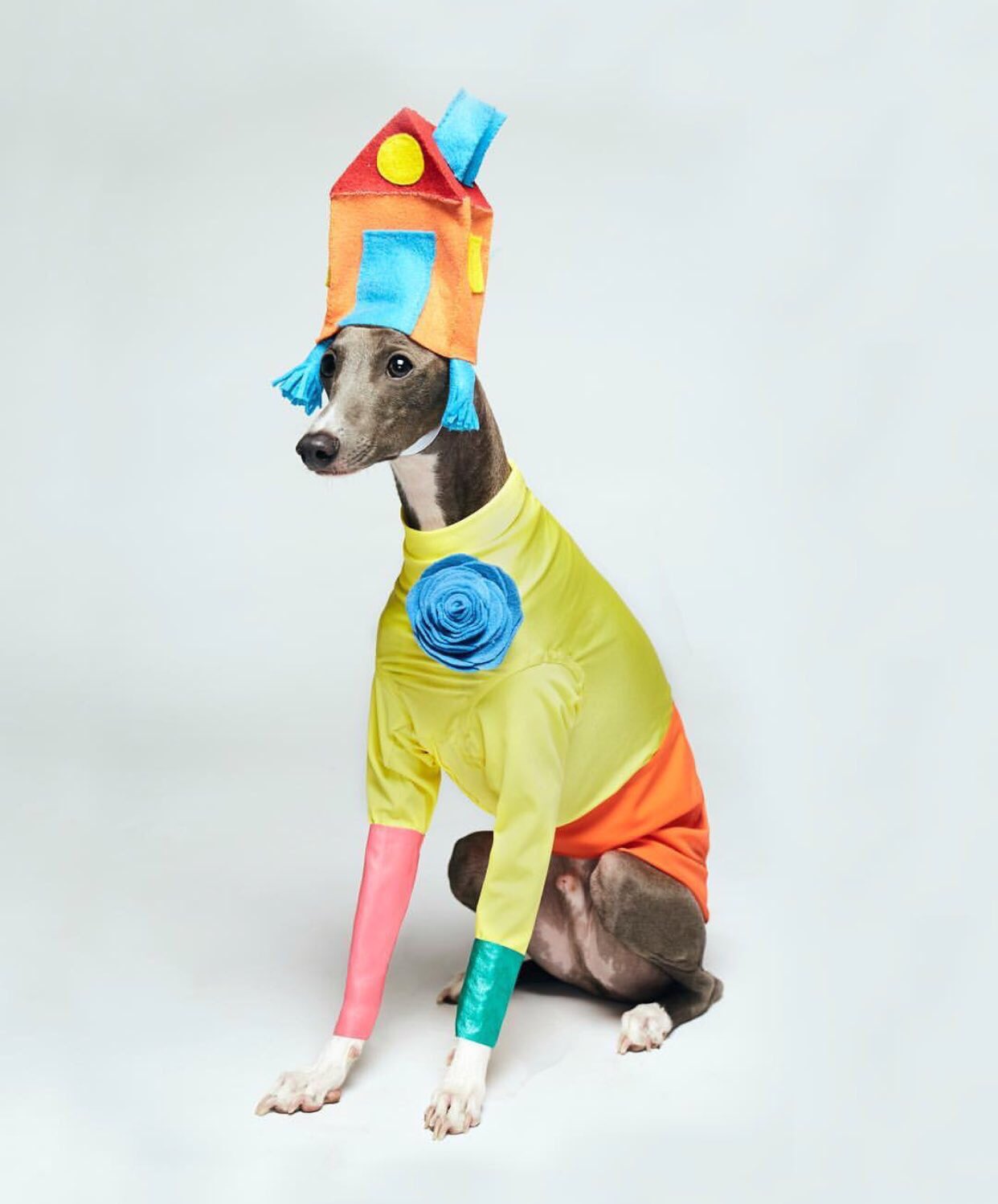 Greyhound top fancy dress