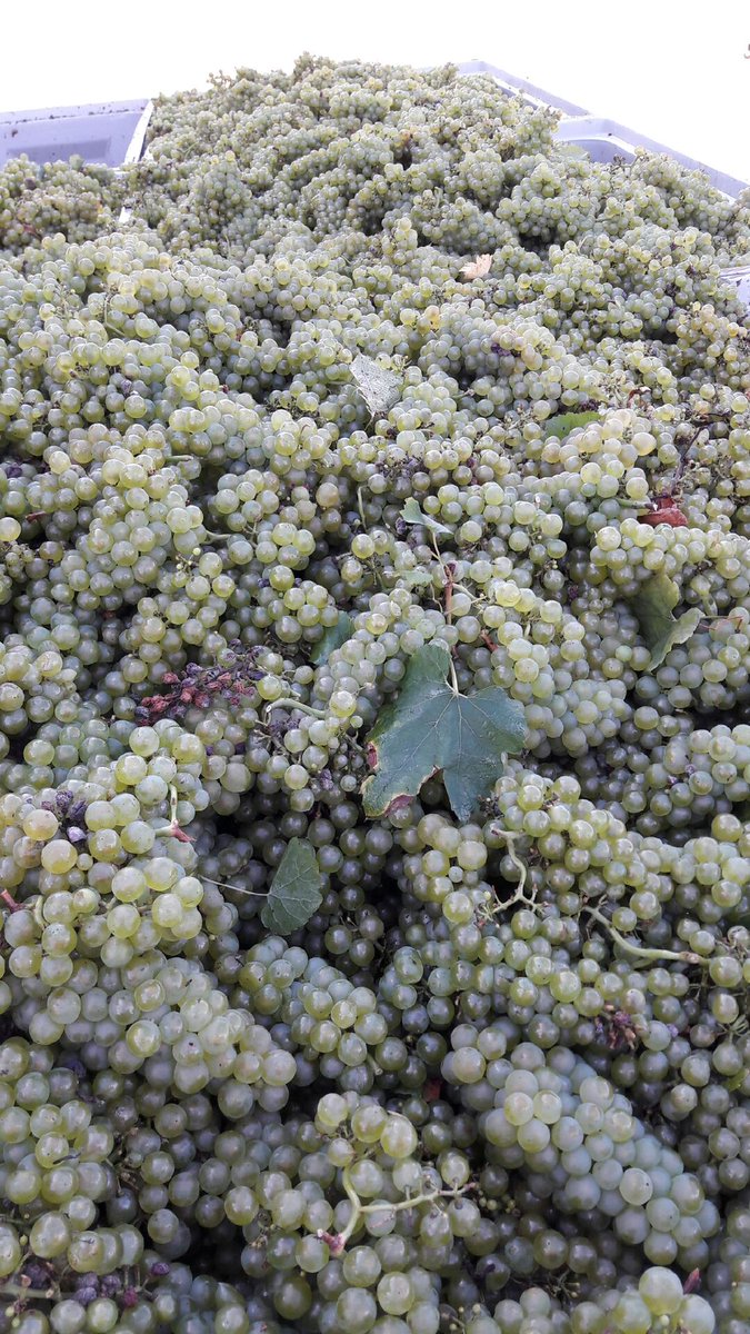 Vendanges!!!!! J1 pour pour ramasser notre raisin pour du bon vin blanc! #vendanges2017 #vinblanc #burgundy #viréclessé