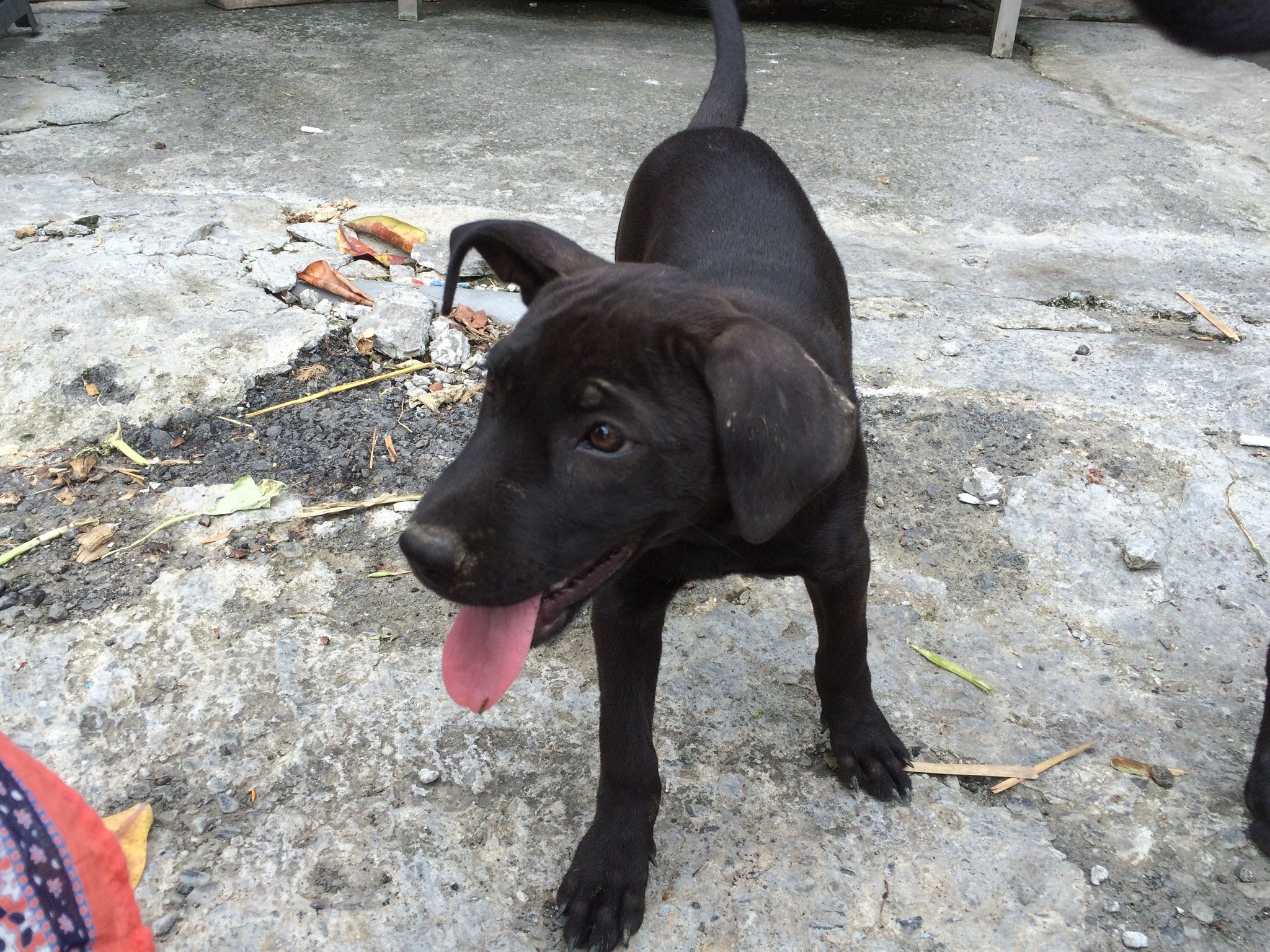 台湾を愛する会 愛臺灣會 台湾犬 かわいいでしょｗ 近所のみんなで面倒みている台湾犬の親子でした ちなみに台湾犬 は 絶滅危惧されている犬種みたいです 旅行中は ウロウロしている犬を見かけても危険なので無闇に手を出さないように注意して