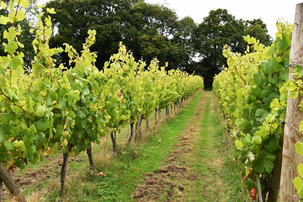 PlumptonWine's tweet photo. Whats our predictions on the harvest start date then? #englishwine #2017crop #lookinggood #makewineyourcareer https://t.co/slPlpkWvI9