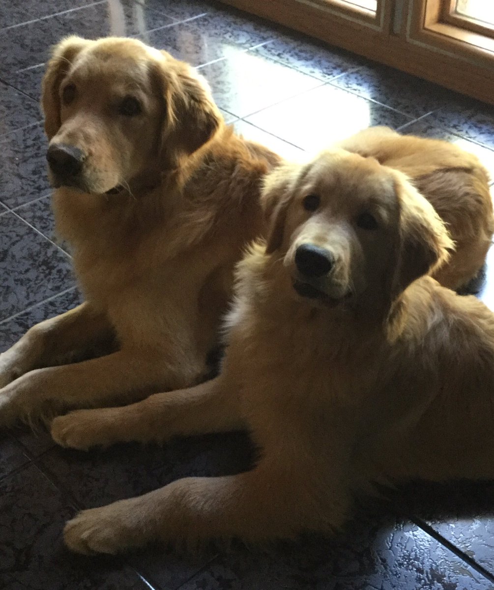 SallyJCulp5's tweet photo. @theEllenShow #Ellen15 Henry and Anna love Ellen! #goldenretriever https://t.co/yaVVKGLiUw