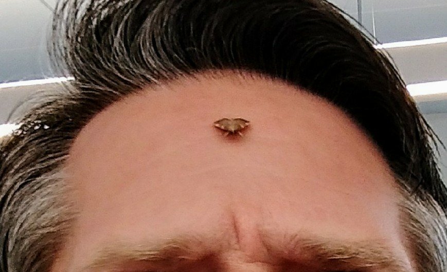 jaypehr's tweet photo. Is my forehead THAT BIG? #adoptamoth https://t.co/PVJSlzCUrE
