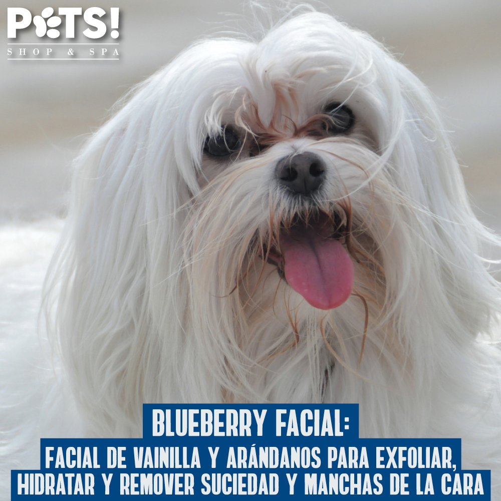 PetsShopandSpa's tweet photo. Los mejores tratamientos para el cuidado de la piel de tu hijo peludo los encuentras sólo en @pets_shopandspa https://t.co/w4uvbGFZYi