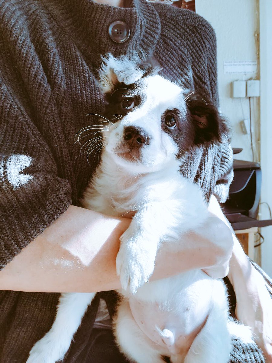 dargdays's tweet image. Sweet CONNER ❤️#dargdays #supportyourshelter #puppy #cute #adoptdontshop