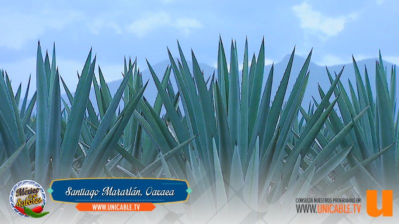 MXdeMilSabores's tweet photo. En Matatlán, Oaxaca a 45 kilómetros al este de la ciudad se encuentra "Los caminos del Mezcal”, nos llevarán en primera instancia a encontrarnos con otros destinos que también ofrecen y guardan impresionantes tesoros de Oaxaca https://t.co/uZL2WgjNh9