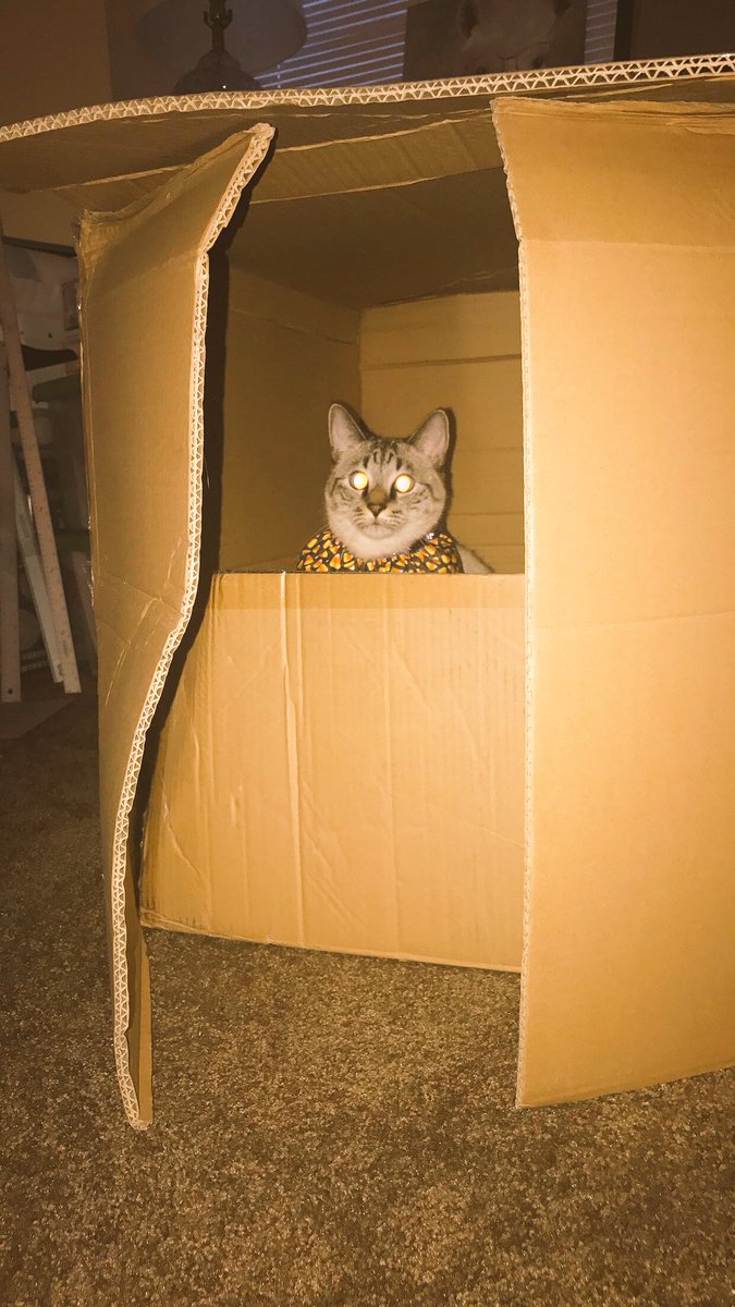 EverestTheCat's tweet photo. Where are the HAMMERPANTS? #peekaboo #kitty #cat #cuteanimals https://t.co/xUtYogLB4L