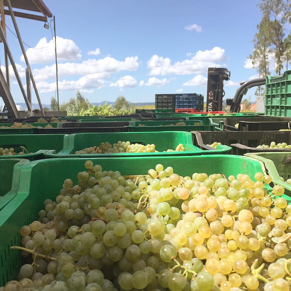 SrodeRubios's tweet photo. Postales de vendimia 1. #vendimia2017 #albariño #riasbaixas #condadotea #galiciacalidade https://t.co/P3JGRP7y9O
