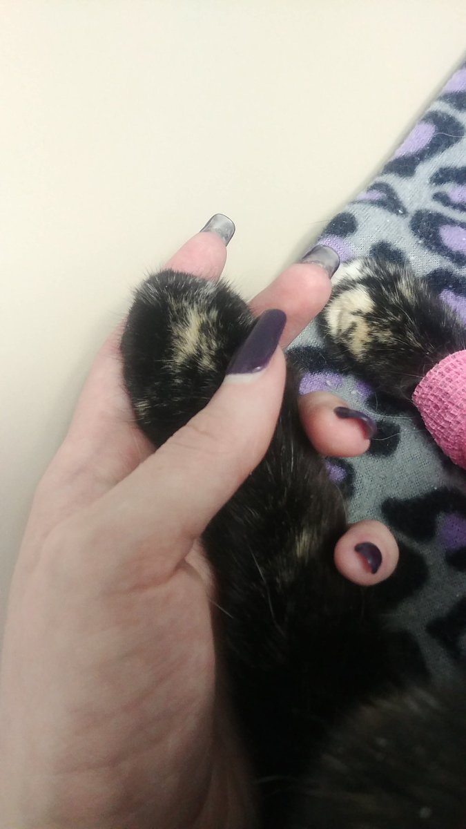 ElectraMourning's tweet photo. The last photo taken of my baby, before they started the process...
Today is not a good day.
#SquishyCat https://t.co/CfyPYFkIbp