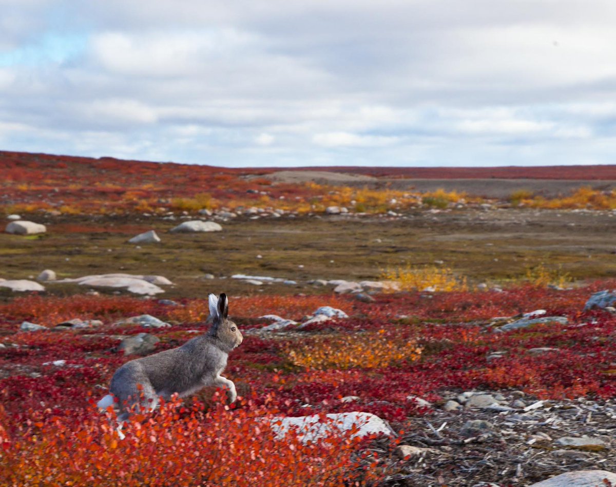 DeBeersMO's tweet photo. #Arctic hare & muskoxen are some of the species that live near our #GahchoKue Mine in the #NWT #DeBeers #Forevermark #wildlifeday @UNEP https://t.co/4IqXY3rKsj