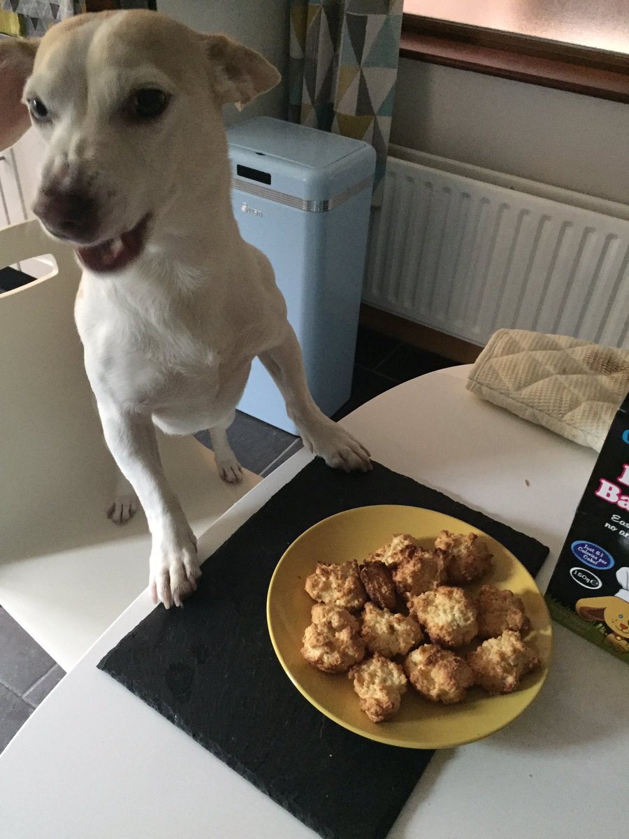 The great British bark off #TheGreatBritishBakeOff 🐶👨🏿‍🍳