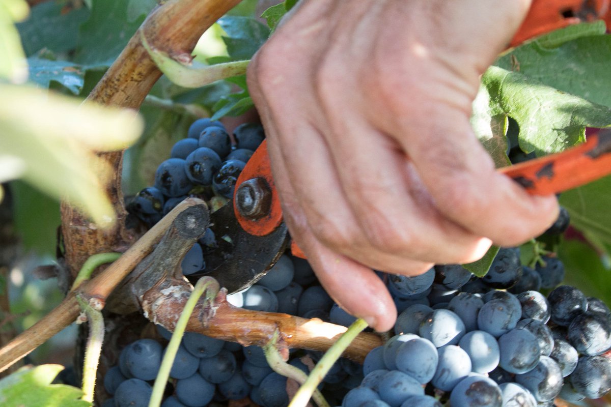 Madrid Enoturismo tweet media