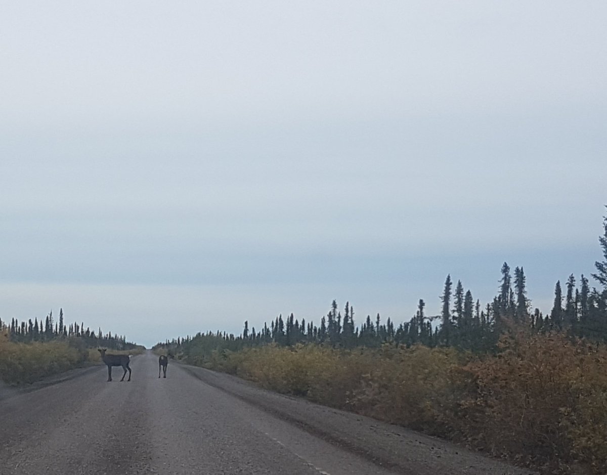 MatthewQmar's tweet photo. Great weekend! Caught some wildlife en route to pick berries (spolier: not great picking right now) and a nerdy hike to a #permafrost slump https://t.co/W2VIlcDzB4