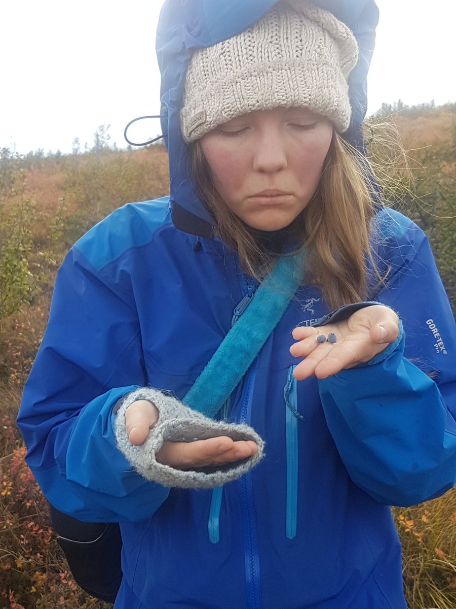 MatthewQmar's tweet photo. Great weekend! Caught some wildlife en route to pick berries (spolier: not great picking right now) and a nerdy hike to a #permafrost slump https://t.co/W2VIlcDzB4