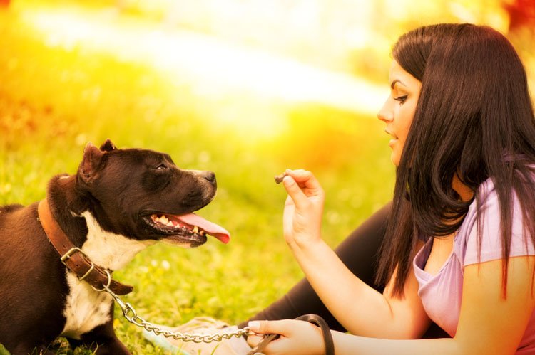DogTrainNation's tweet photo. Should You Buy a Chain Leash for Your Dog? #dogtrainingtips https://t.co/bWJlk0391X https://t.co/HCX9pvvpTW