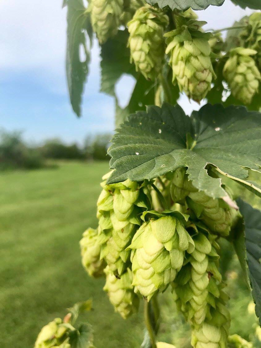 AucuttFarms's tweet photo. #Harvest time. #hops #beer #Missourifarm #farm https://t.co/ofhwbsq9UR