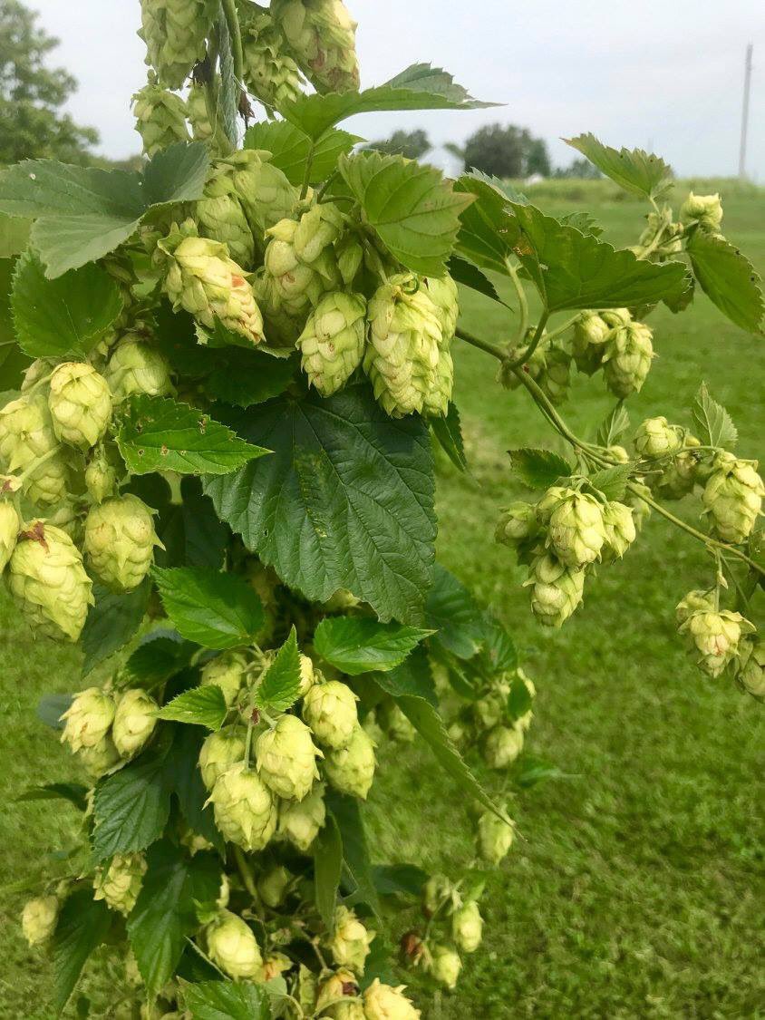 AucuttFarms's tweet photo. #Harvest time. #hops #beer #Missourifarm #farm https://t.co/ofhwbsq9UR