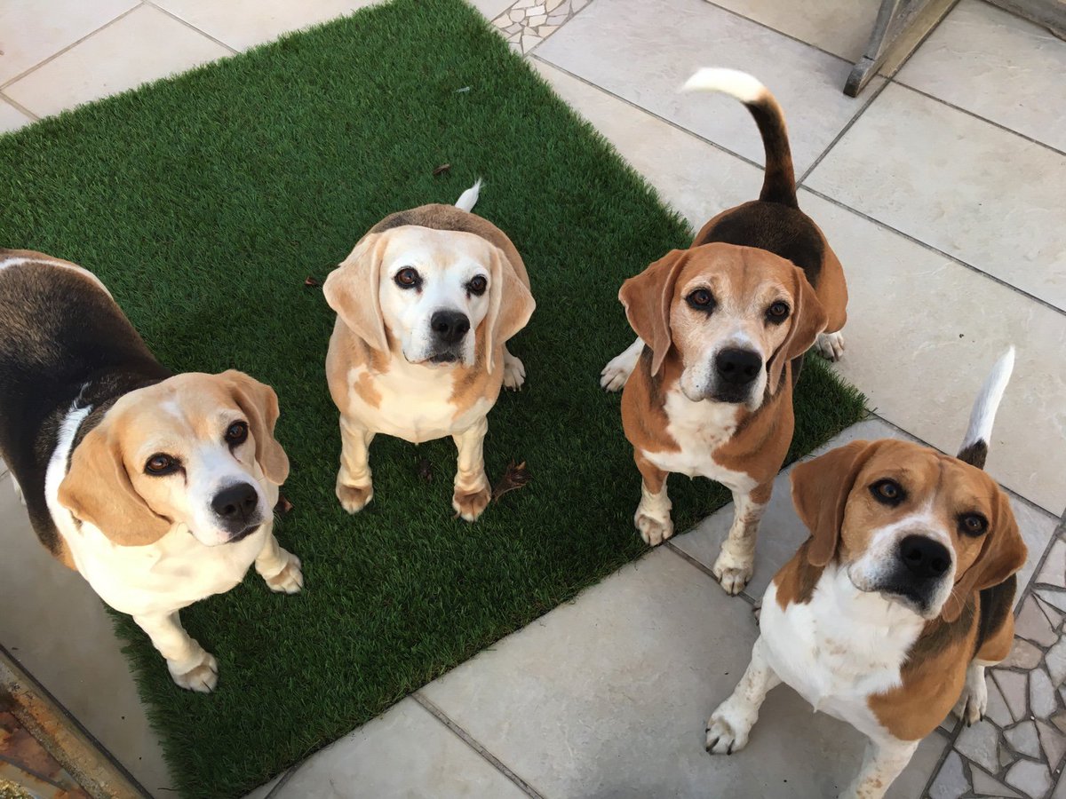 CarlottaModel's tweet photo. Ciao followers. Me and 💞 #myfamily @OneDogLove waiting for treats #dogsoftwitter #beagles #family https://t.co/9S8wUvg20x
