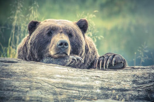 ZFairris's tweet photo. Looking to embed analytics? Make sure you know how to avoid the #embedded #analytics bear traps via @sdtimes - https://t.co/o7oGwKEvKX https://t.co/3nyc6bvbLa
