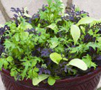 FlexiPodz's tweet photo. Top 10 easy veg seeds and plants for beginners – We’d love to hear your tips for #vegetablepatch #gardennewbie
https://t.co/zY9z5kOFag https://t.co/JHH7Jg4ogW