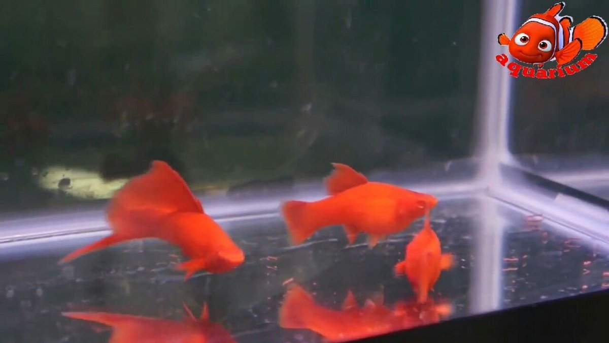 hotpantyhos's tweet photo. 📌 Watch the video 👇👇/🎥
https://t.co/JArricKqMq
#Blood #Red #Eye #Swordtail #Xiphophorus #helleri #fishing
📌 SUBSCRIBE ON YOUTUBE CHANNEL https://t.co/GHmAclFoUM
