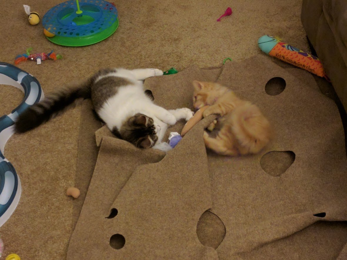 TroutOfTheBox's tweet photo. I think this new toy mom and dad got me is broken. It keeps squeaking when I attack it, what the heck? https://t.co/smErArDxhT