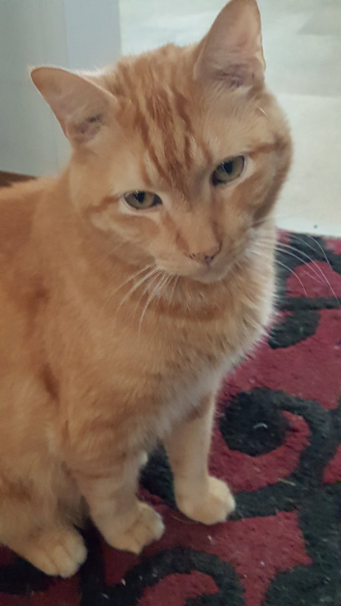 Bailey DaCat tweet media