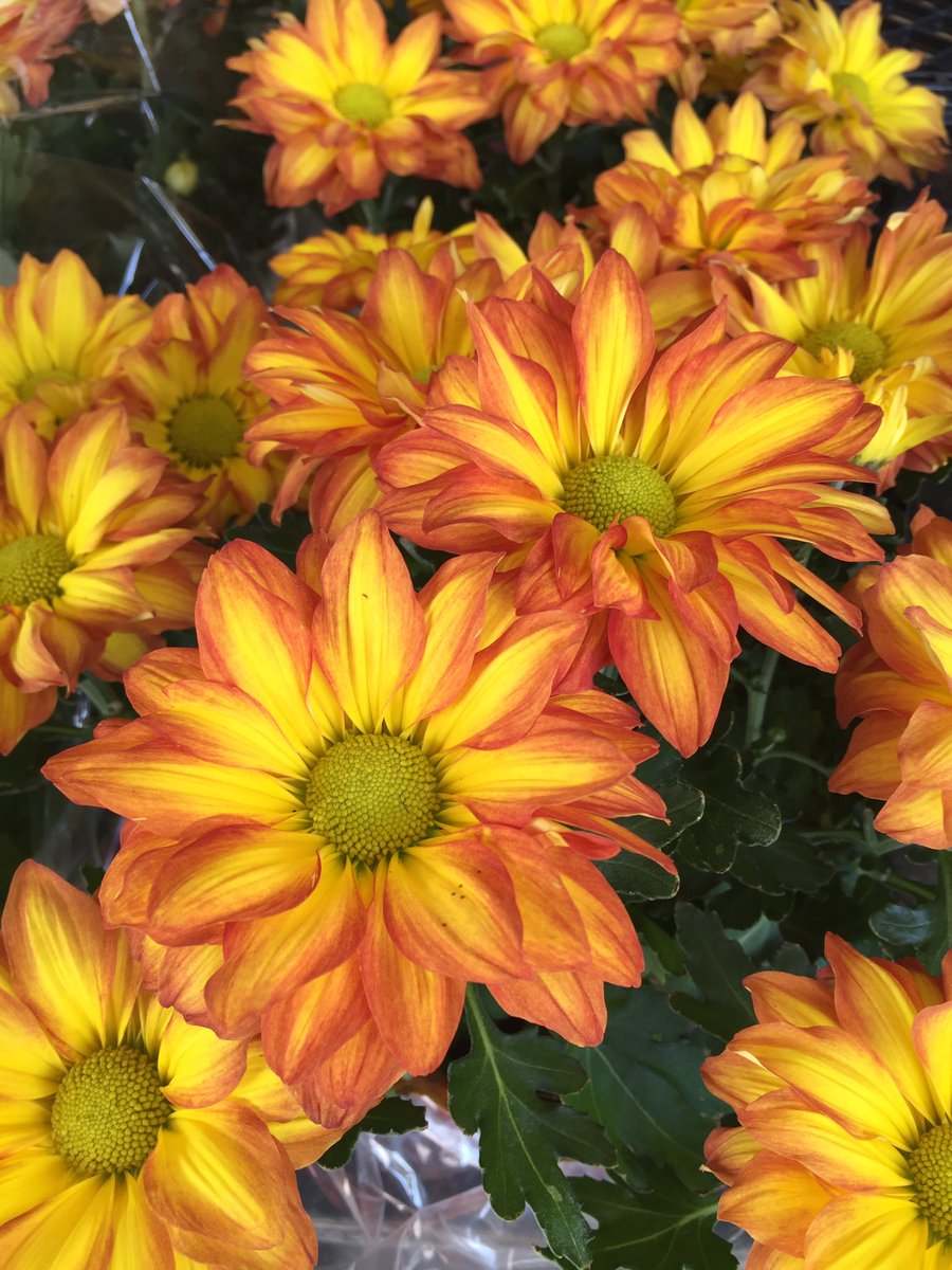 arborfarmsAA's tweet photo. Love Mums???? We do, too. https://t.co/xuiyPJVLmJ