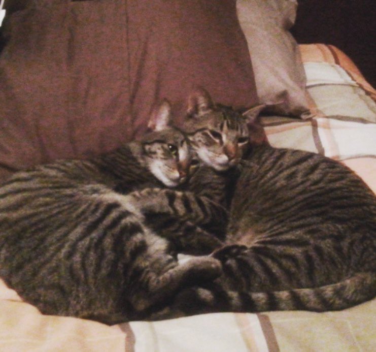 andreazenil's tweet photo. @dodo They look exactly like my 2 babies I adopted together and it was the best decision ever, I love them so much, hope they find a family soon https://t.co/gnsInZz1dk