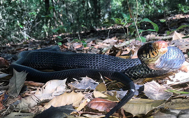 See how Eastern Indigo snakes are making a comeback at our Apalachicola Bluffs Preserve via <a href="/MNNDaily/">MotherNatureNetwork</a> bit.ly/2vJ3eRm