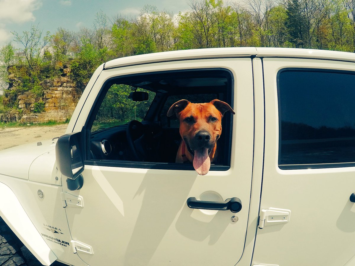 RileyBrice's tweet photo. As a kid, I watched Jurassic Park on VHS every single day.
It's no surprise that 20 years later, I drive a @Jeep and have a pet dinosaur https://t.co/Qjzj5xLhrx