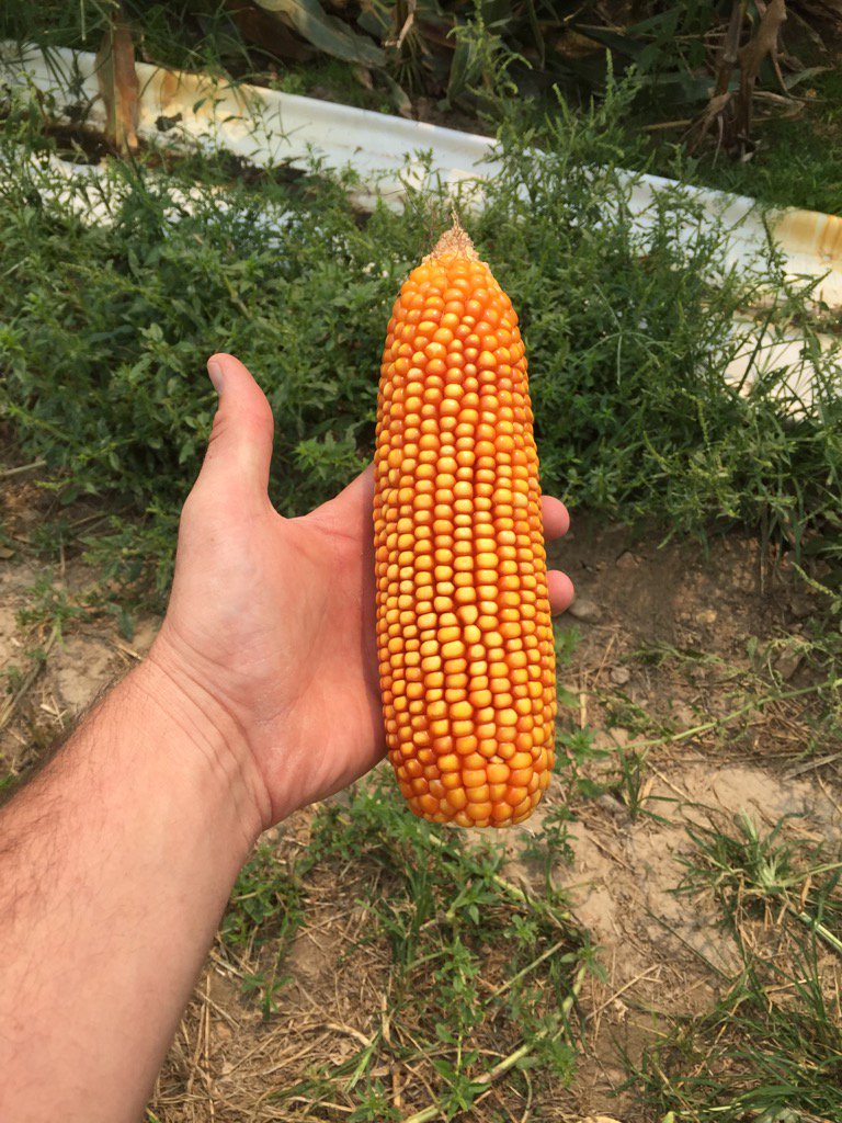 GlastetterMark's tweet image. First for everything..24round corn found fairly easily throughout the field. #corn17 #mocorn