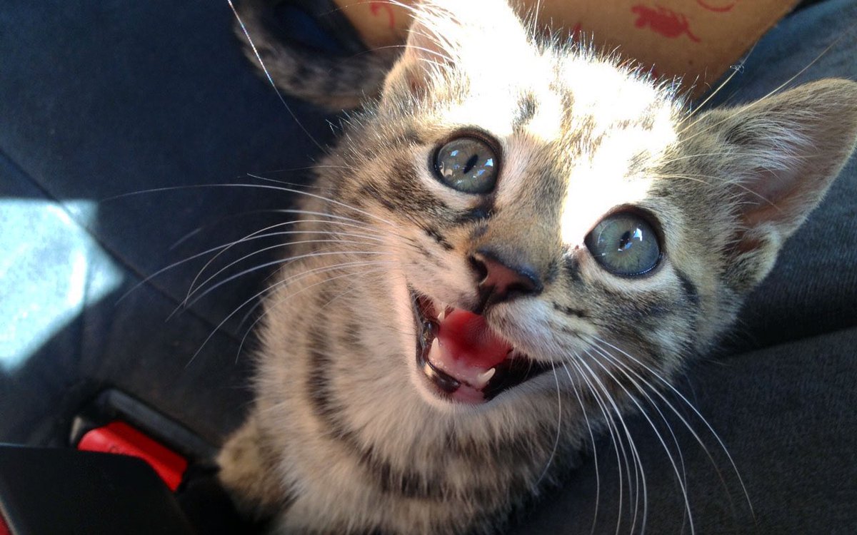 foolsformgc's tweet image. i can't see a difference 💝