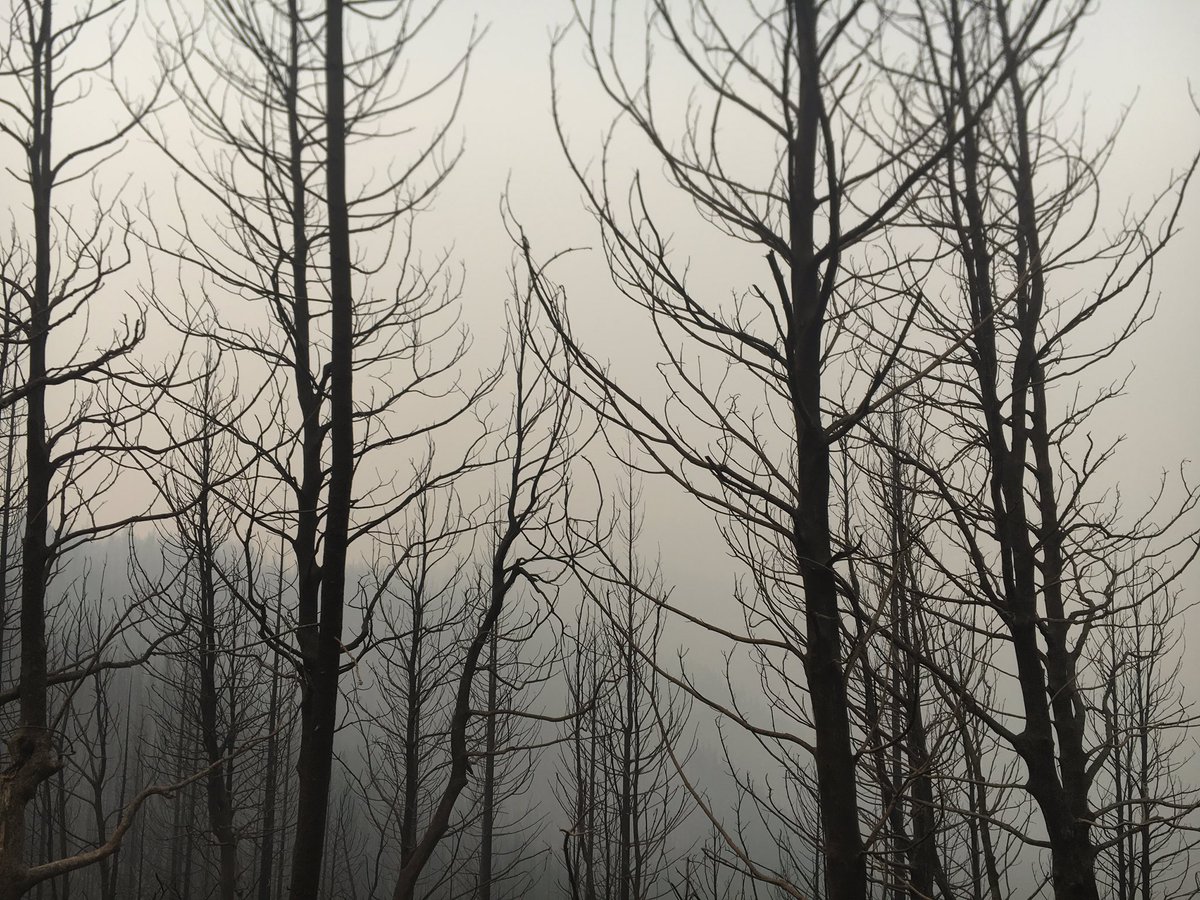 KimCastroWX's tweet photo. UPDATE: Containment for the #ChetcoBarFire has dropped to 5% as the fire has now ripped through 176,000 acres. @ForestServiceNW @KTVL https://t.co/hFXf04OtTt
